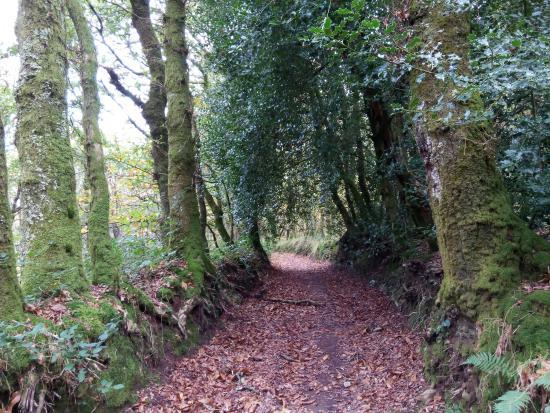 Carballeira da Casa do Gado