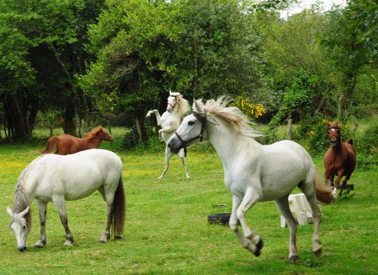Equinus Caballo Natural
